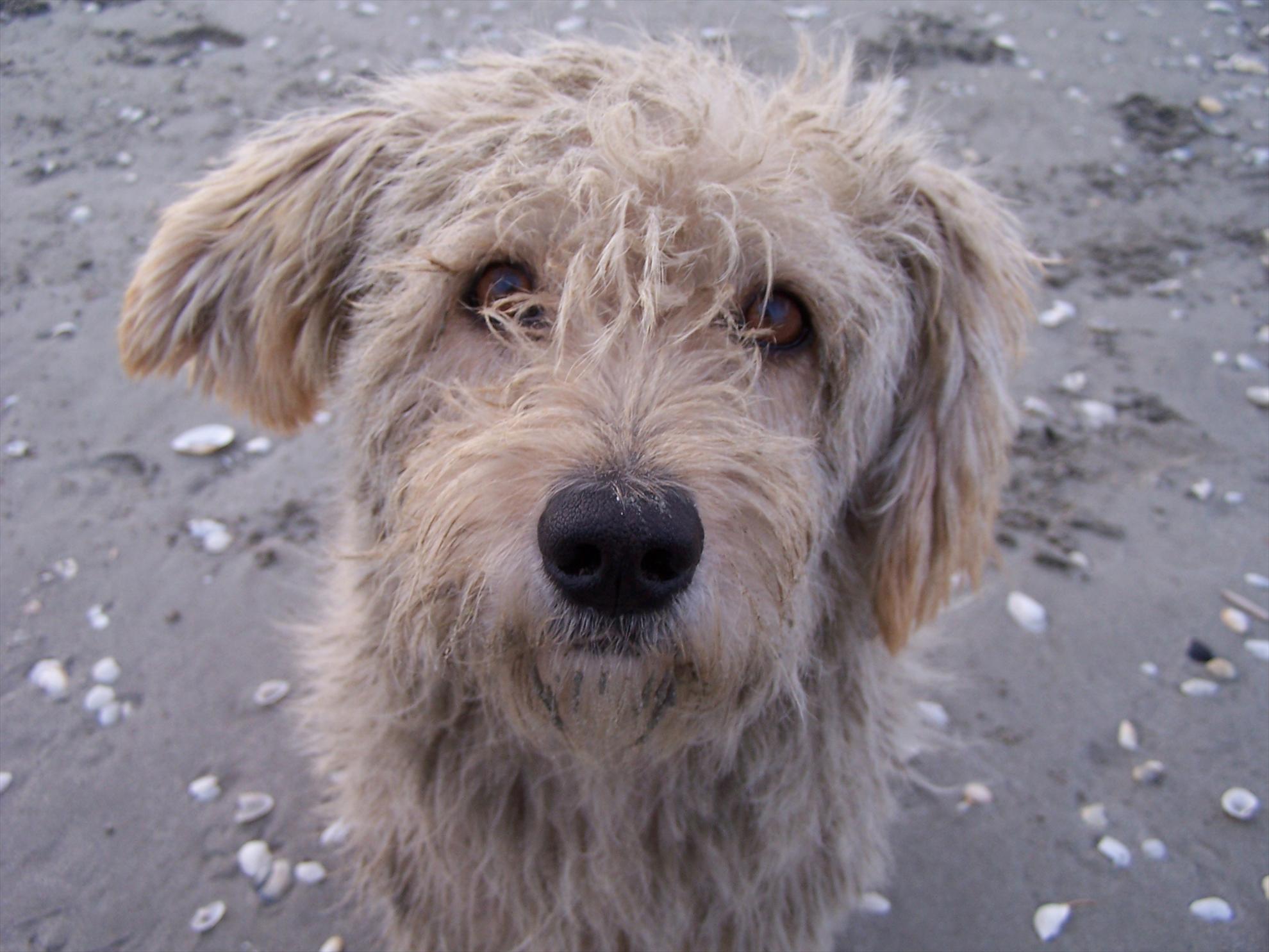 DIN DELTA - 8f8are2.jpg